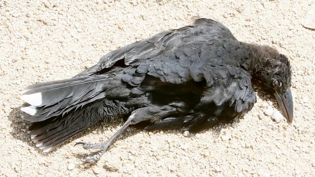 Hunting Ravens: research into the increase in Forest Ravens on King Island | University of Tasmania смотреть онлайн