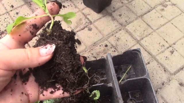 Двухлетний колокольчик"чашка с блюдцем" Особенности выращивания. От посадки до цветения.
