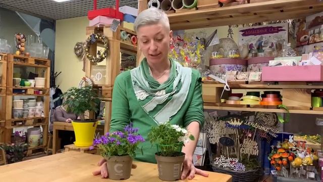 Жених и невеста | Как правильно ухаживать за кампанулой | Домашний колокольчик или садовое растение