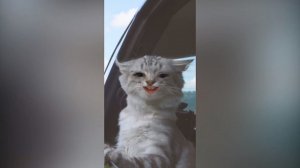 Смешные видео с котиками и собачками #16