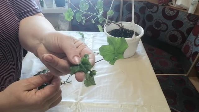 Ампельная или плющелистная пеларгония. Весенняя обрезка.