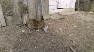 Бой кошки с крысой