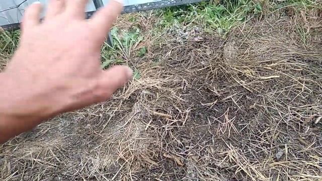 Укрытие персика на зиму