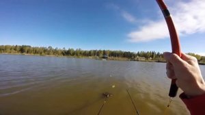 Ловля карпа и карася в Кубинке на Херабуны