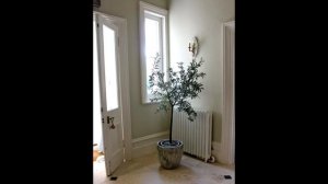 Олива, уход, размножение и многое другое ....