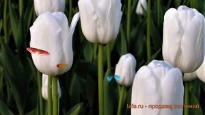 Тюльпан обыкновенный Вайт Хевен (tulipa tyulpan) ? обзор: как сажать, луковицы тюльпаны Вайт Хевен