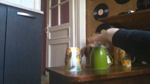 Играем в наперстки с собаками! Насколько умны наши собаки?