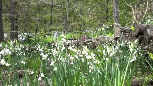 ポール・スミザー　Leucojum aestivum　スノーフレーク смотреть онлайн