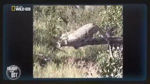 Необычное Поведение Животных — Звериные Причуды (Nat Geo Wild  HD) борьба животных