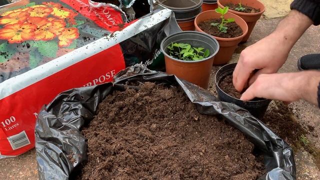 Rosa Rugosa seedlings! смотреть онлайн