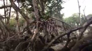 Как выглядит мангровый лес