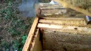 Пчела карника.