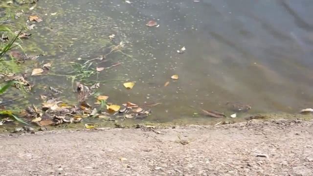 Ярополецкая ГЭС, река Лама смотреть онлайн