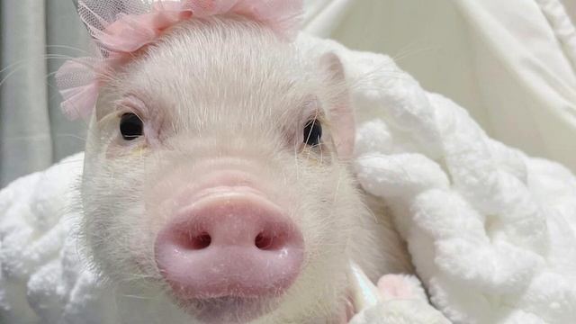 ДОМАШНИЕ СВИНКИ! Мини пиги, всё об уходе! смотреть онлайн