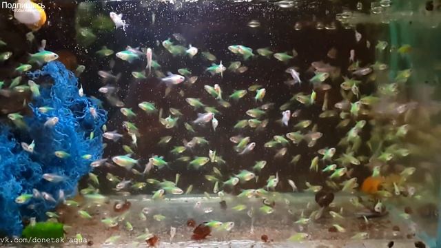 как разводить зеленую Тернецию, Gymnocorymbus ternetzi, Ternetzi reproducción Gymnocorymbus смотреть онлайн