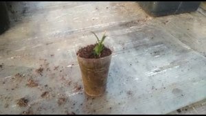 Как я посадила хризантему из одной веточки