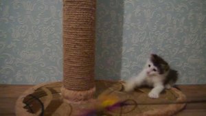 Норвежский лесной котенок Kaiser On Fashion Peak, 2 месяца
