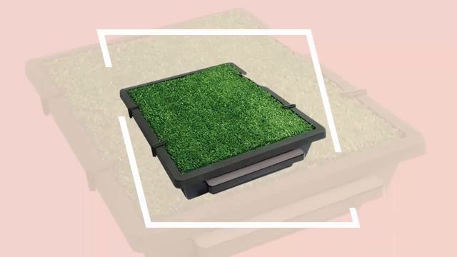 Best Dog Litter Box (Indoor Potty Solutions For Your Pup) - Cute Litter Box смотреть онлайн