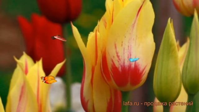 Тюльпан лилиецветная Мона Лиза (tyulpan-mona-liza) ? обзор: как сажать, луковицы тюльпаны Мона Лиза смотреть онлайн