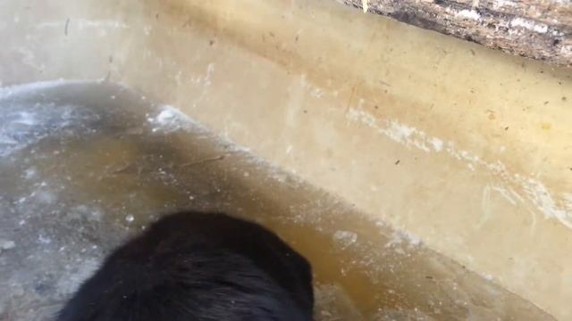 Кот ловит рыбу 2 серия зимняя рыбалка смотреть онлайн