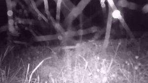 Звук тревоги косули(самца)