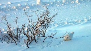 Чиж и Со    Мышка Колыбельная хиппи