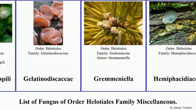 Fungus of Order Helotiales Family Miscellaneous rutstroemia cyttaria diplocarpon mali dura firma смотреть онлайн