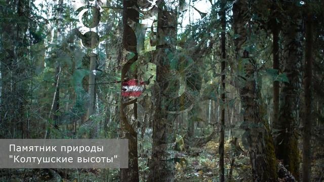 Аудиогид по экологическому маршруту «Лесная тропа» на памятнике природы «Колтушские высоты».
