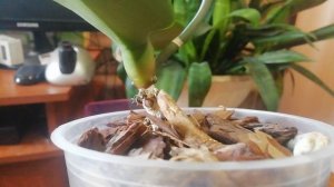 Детка на цветоносе орхидеи. 20.04.2022