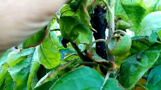 Завязались ЯБЛОЧКИ на КОЛОНОВИДНОЙ ЯБЛОНИ. Моё Мнение. 17 июня 2021г. смотреть онлайн