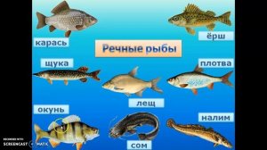 Кто такие рыбы?