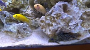 Introducing a synodontis njassae catfish in a african cichlid tank