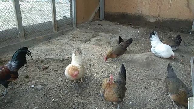 Выпустили кур Бентамок из сарая в вольер смотреть онлайн