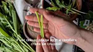 Дикое лакомство из детства свербига восточная и как ее правильно собрать и съесть?