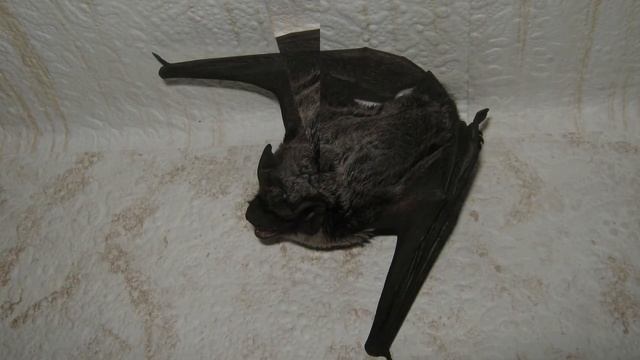 Вечером в окно залетела летучая мышь смотреть онлайн