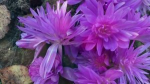 Что цветет до снега