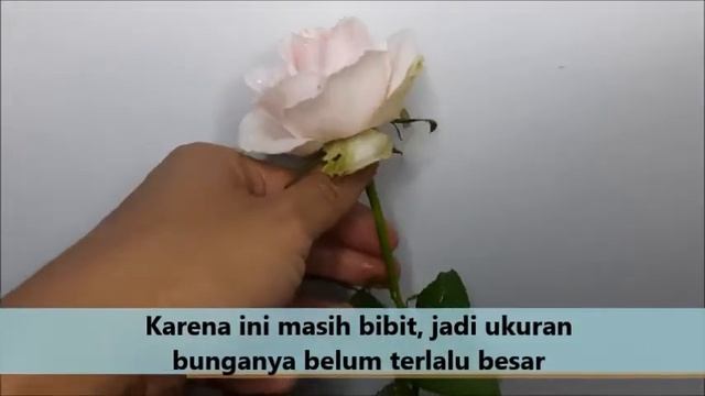 Review Bunga Mawar Holland SWEET AVALANCHE смотреть онлайн