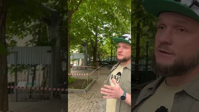 Как мы спасаем каштаны от охридского минера?