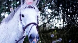 Единорожки