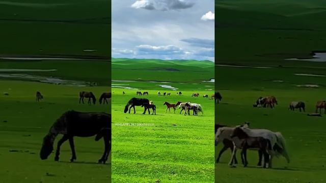 草原 China's Inner Mongolia prairie#innermongolia  #prairie #grass #horse #travel #chinatravel #summe