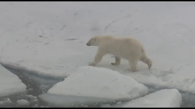 Прогулка белого медведя 2 смотреть онлайн