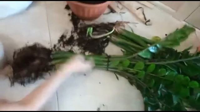 Большой замиокулькас (долларовое дерево). Рассаживаем. смотреть онлайн