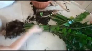 Большой замиокулькас (долларовое дерево). Рассаживаем.