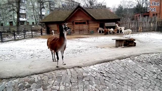 Лама Характер и образ жизни на ilikepet смотреть онлайн