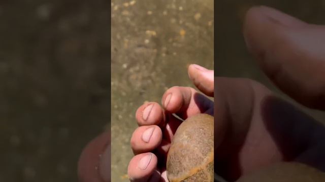 When your Metal Detecting and you spot a unique rock  #longisland #beach #rock