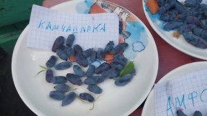 Жимолость Амфора, Бакчарский великан, Камчадалка 13 июня 2023г #garden #дача #омск #жимолость