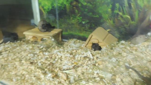 Ураганный ветер лишил нас интернета / Щенки породы ЧИХУАХУА и Бурмизы веселятся / СПОКОЙНОЙ НОЧИ )) смотреть онлайн