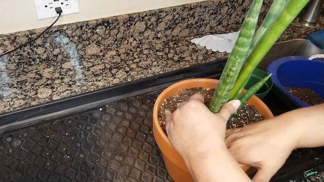 Snake Plant Re-potting (Sansevieria Cylindrica Starfish)