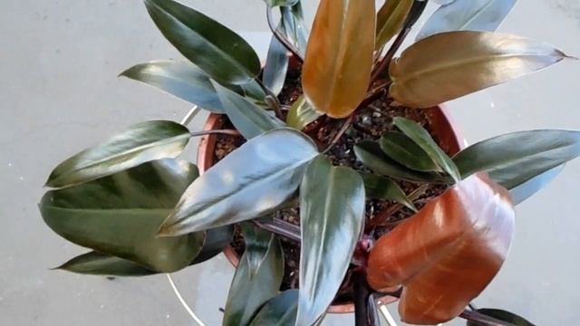 Red Emerald Philodendron