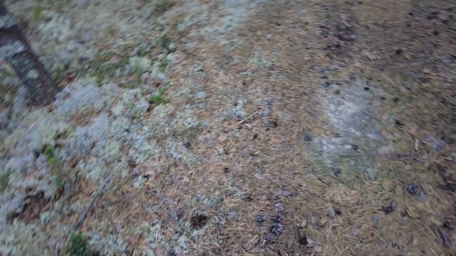 Белый Боровик нано сбор Грибов под полчищами комаров и ВЗГЛЯД ВОЛКА смотреть онлайн